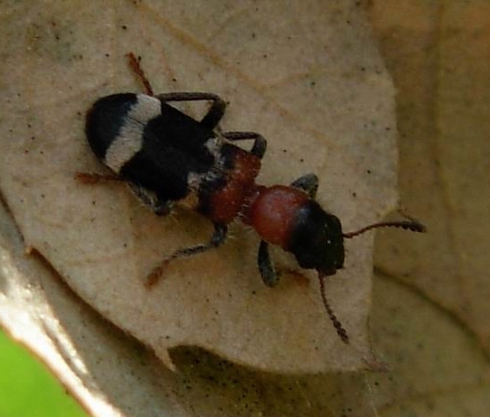 Coleottero Cleridae: Thanasimus formicarius